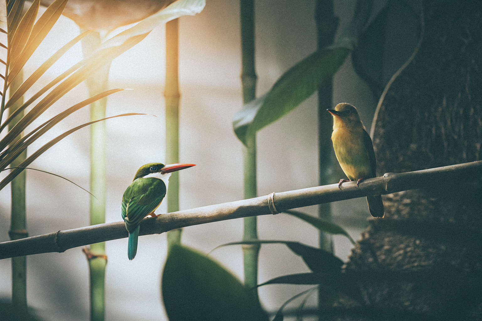 Birdwatching 3 giờ